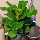Illustration for article titled Houseplant Post